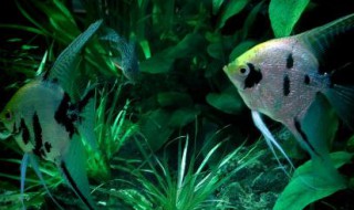 燕子鱼喂食技巧 燕子鱼喂食技巧视频