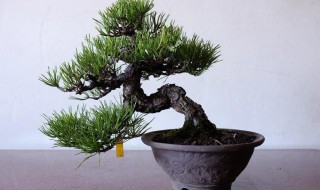 黑松种植技术和方法 黑松种植技术和方法有哪些