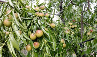 枣树分株方法（枣树分株方法有哪些）