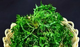 荠菜团子的做法和配方（荠菜团子的做法和配方大全）