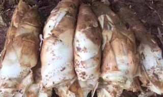 挖山笋教程（山笋怎么挖）