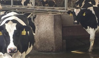 牛快速催肉的方法（牛快速催肉的方法有哪些）