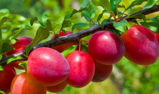 修剪李子树方法 修剪李子树方法图片