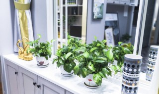 栽大叶绿萝的方法 大叶绿萝树盆栽的种植方法