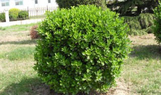 广东黄杨的种植方法 广东黄杨生长在什么地方