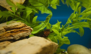 整棵水草种植教程 水草种植方法视频