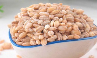 酒泡麦粒的方法（麦粒怎么泡酒米）