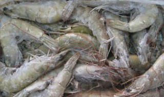 新鲜活虾怎么冷冻保鲜 鲜活的虾如何冰冻