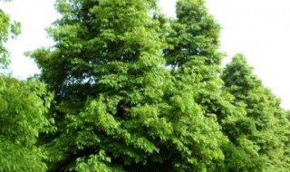 桢楠树是什么 桢楠树是什么科