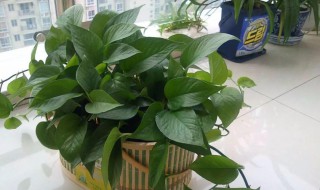 绿萝发芽技巧（绿萝发芽技巧图解）