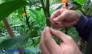 芒果树的嫁接技巧 芒果树的嫁接技巧视频
