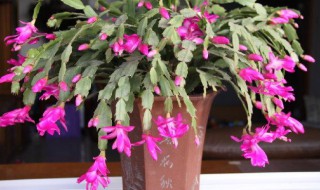 蟹爪兰换盆最好方法 蟹爪兰换盆最好方法是什么