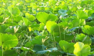 莲藕种植方法和注意事项（莲藕种植方法和注意事项图片）