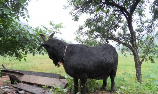 圈养黑山羊最好的方法 圈养黑山羊最好的方法视频