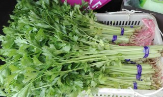 香芹的种植方法及技术要点（香芹的种植方法和时间）