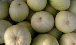 广州甜瓜的种植方法（广州甜瓜的种植方法和管理）