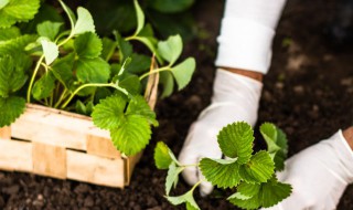 阳台种草莓种子的种植方法（阳台种草莓种子的种植方法和时间）