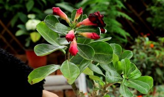 玫瑰花枝养殖方法(玫瑰花枝养殖方法和技术)