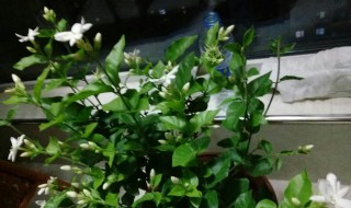 茉莉树种植方法(茉莉树怎么栽)