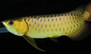 鱼换水正确方法（给鱼换水的正确方法）