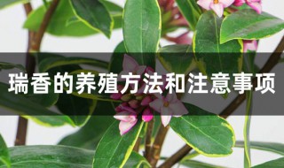 植物瑞香养殖方法（植物瑞香怎么养护）