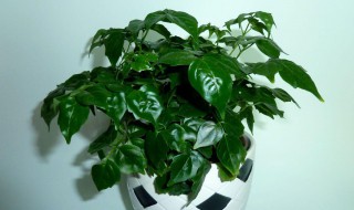 幸福树养殖技巧与方法(幸福树养殖技巧与方法图片)