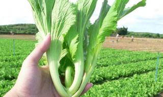 芥菜怎么保存才能保鲜（芥菜怎么保存才能保鲜时间长）