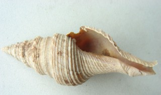 塔螺怎么保鲜 塔螺怎么保鲜存活