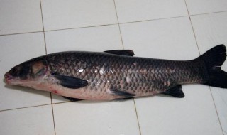 青鱼怎么放能保鲜（青鱼怎么放能保鲜一天）