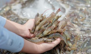 米酒炒海虾 米酒炒海虾的做法