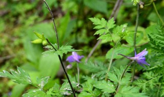 家养还亮草怎么养（还亮草的花语）