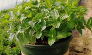 盆栽薄荷叶子长白斑怎么办 盆栽薄荷叶子长白斑怎么办图片