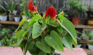 红掌适合什么肥料（红掌需要什么肥料最好）