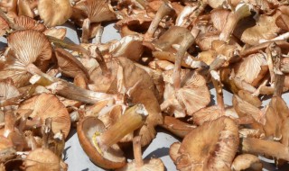 新鲜蘑菇可以直接晒干吗（新鲜蘑菇可以直接晒干吗怎么保存）
