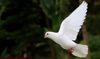 飞鸽传书是怎么做到的 飞鸽传书教程