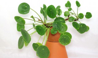 盆栽镜面草怎么养(镜面草盆景)