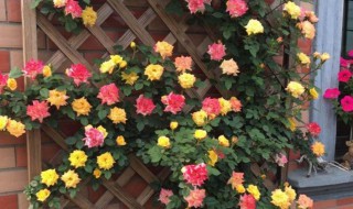 爬藤月季什么时候移栽好 爬藤月季什么时候移栽好活