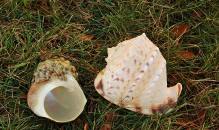 生海螺能放冰箱冷冻吗 生海螺可以冷冻保存吗