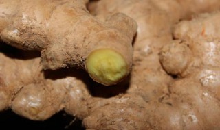 黄姜可以代替生姜吗(黄姜可以代替生姜吗做饭)