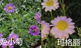 姬小菊和玛格丽特的区别主要有哪些（玛格丽特菊和姬小菊区别）