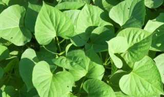 红薯叶子发黄怎么办 红薯叶子黄了怎么办