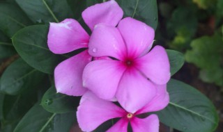 四季梅能活几年 四季梅的寿命是几年?