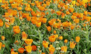 百日草和金盏菊的区别都有哪些（百日草和百日菊有什么区别）