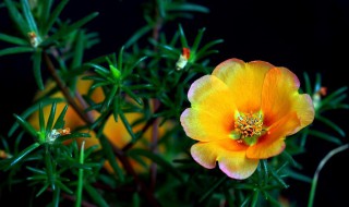 花菱草什么时候开花 花菱草什么时候开花的