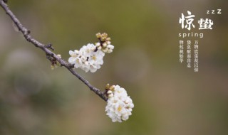 惊蛰节气文案有哪些（惊蛰节气文案有哪些内容）