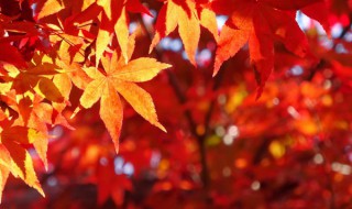 停车坐车爱枫林晚什么意思（停车坐爱枫林晚 什么意思）