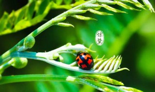 惊蛰过后是什么 惊蛰过后是什么生肖