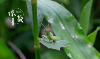 惊蛰是个什么节气(惊蛰是什么节气什么意思)