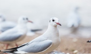 鸽子出壳最佳方法教程 鸽子出壳全过程视频