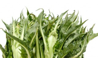 菊苣菜怎么吃 菊苣菜怎么吃最好